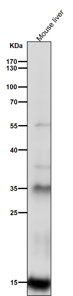 1 - Anti-Iba1 AIF1 Monoclonal Antibody ABO14609