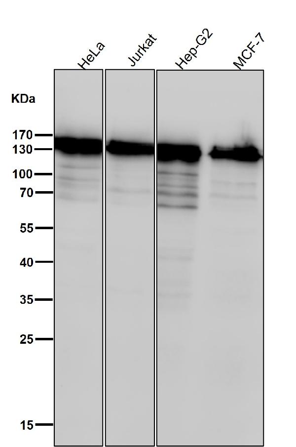 1 - Anti-HAUSP / USP7 Rabbit Monoclonal Antibody ABO14610