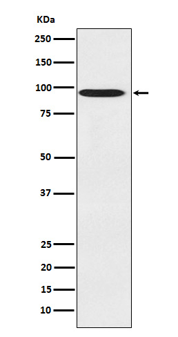 1 - Anti-CDT2 Monoclonal Antibody ABO14611