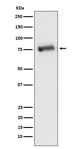 1 - Anti-GRK3 Monoclonal Antibody ABO14612
