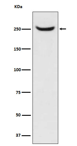 1 - Anti-NuMA NUMA1 Monoclonal Antibody ABO14613