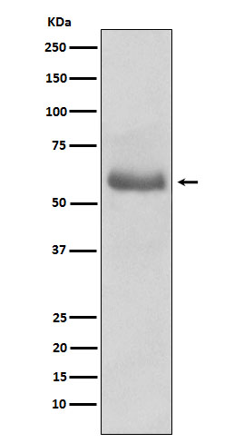 1 - Anti-Oct-2 Monoclonal Antibody ABO14614