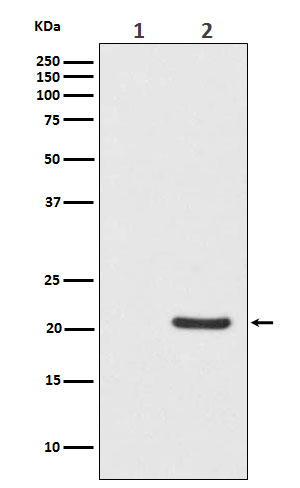 1 - Anti-Phospho-Bad (S112) Monoclonal Antibody ABO14615