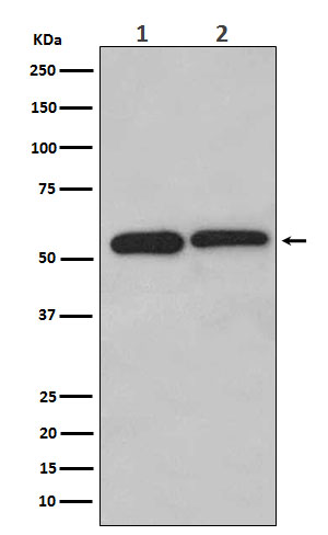1 - Anti-LMAN1 Monoclonal Antibody ABO14616