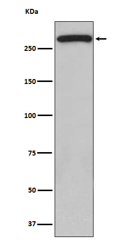 1 - Anti-ATM Monoclonal Antibody ABO14618