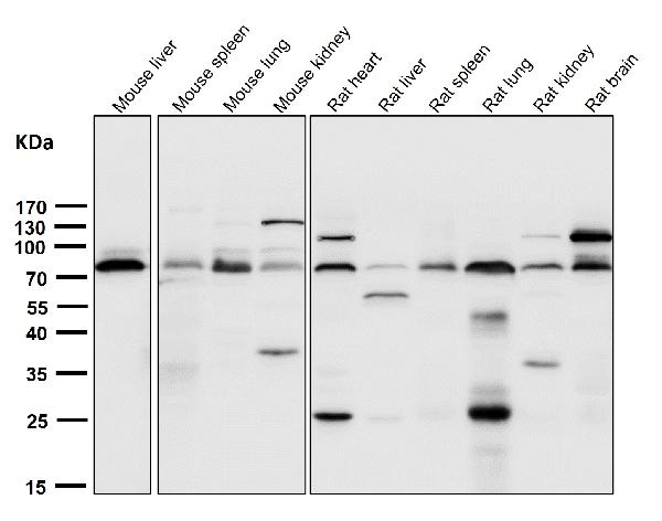 1 - Anti-5 Lipoxygenase ALOX5 Monoclonal Antibody ABO14622