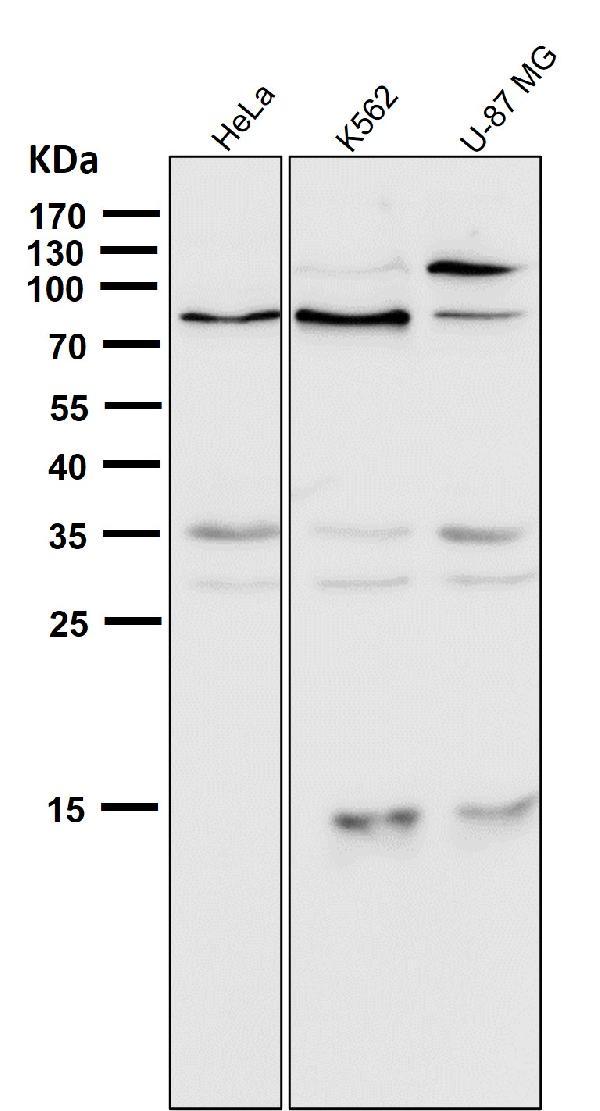 1 - Anti-5 Lipoxygenase ALOX5 Monoclonal Antibody ABO14622