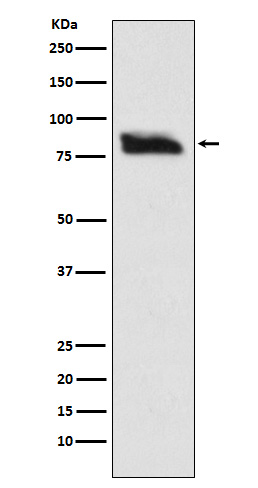1 - Anti-SMURF 2 Rabbit Monoclonal Antibody ABO14623