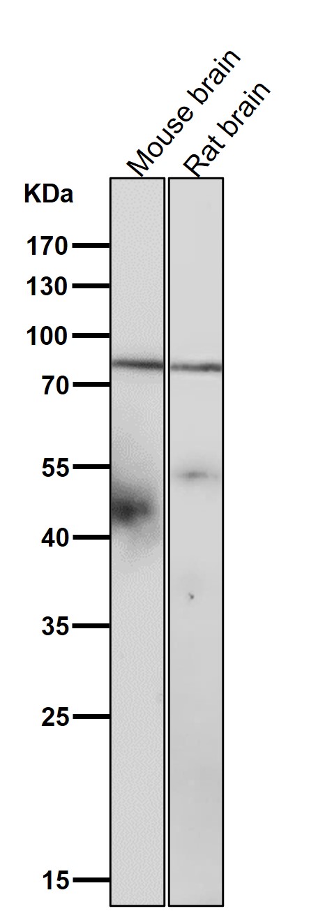1 - Anti-SMURF 2 Rabbit Monoclonal Antibody ABO14623