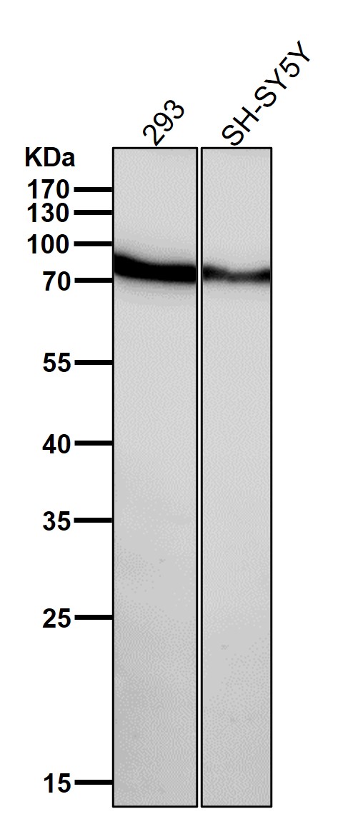 1 - Anti-SMURF 2 Rabbit Monoclonal Antibody ABO14623