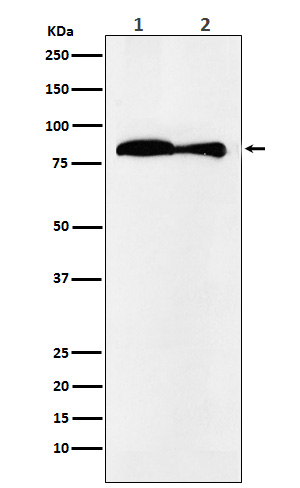 1 - Anti-VPS35 Monoclonal Antibody ABO14625