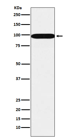 1 - Anti-SFPQ Monoclonal Antibody ABO14626
