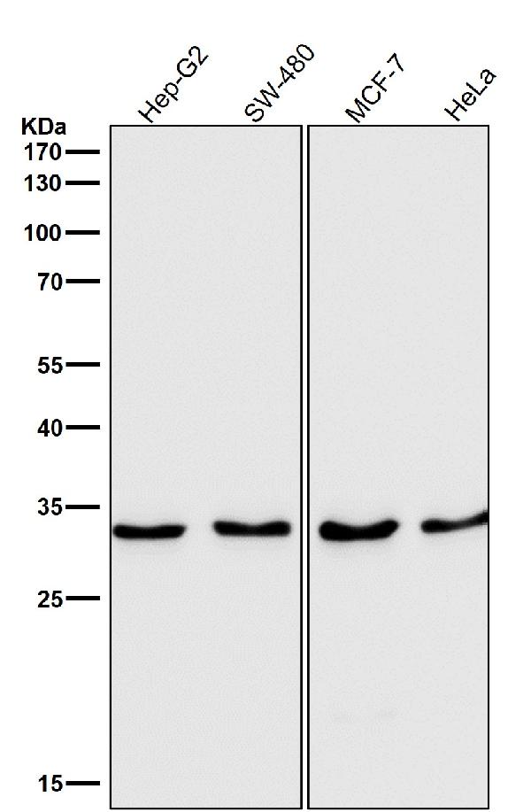 1 - Anti-IGFBP7 Monoclonal Antibody ABO14627