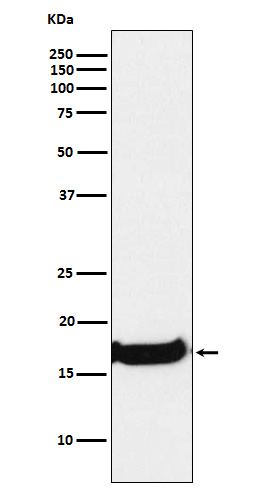 1 - Anti-Uteroglobin SCGB1A1 Monoclonal Antibody ABO14628
