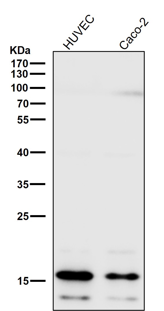 1 - Anti-Uteroglobin SCGB1A1 Monoclonal Antibody ABO14628