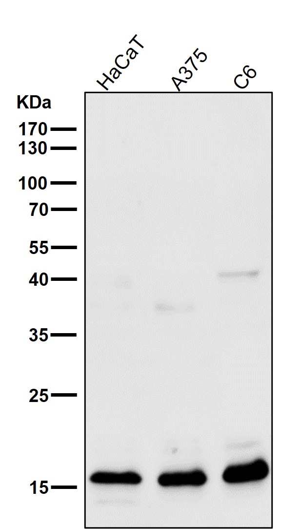 1 - Anti-Uteroglobin SCGB1A1 Monoclonal Antibody ABO14628