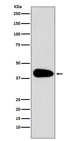 1 - Anti-PAR6 Monoclonal Antibody ABO14632