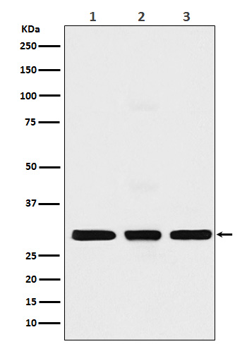 1 - Anti-Histone H1.2 Monoclonal Antibody ABO14633