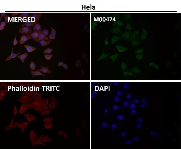 1 - Anti-OGT Monoclonal Antibody ABO14634