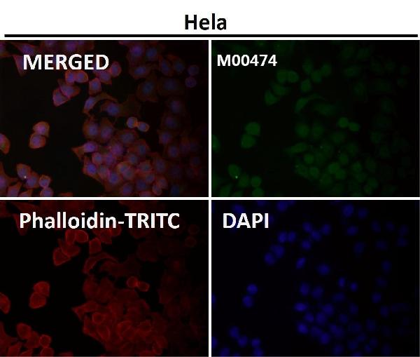 1 - Anti-OGT Monoclonal Antibody ABO14634