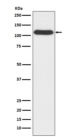1 - Anti-OGT Monoclonal Antibody ABO14634
