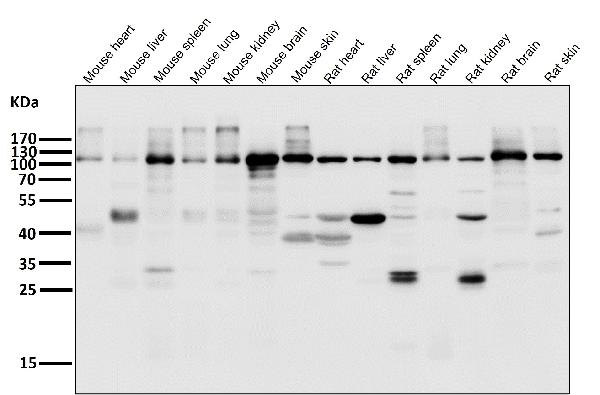 1 - Anti-OGT Monoclonal Antibody ABO14634