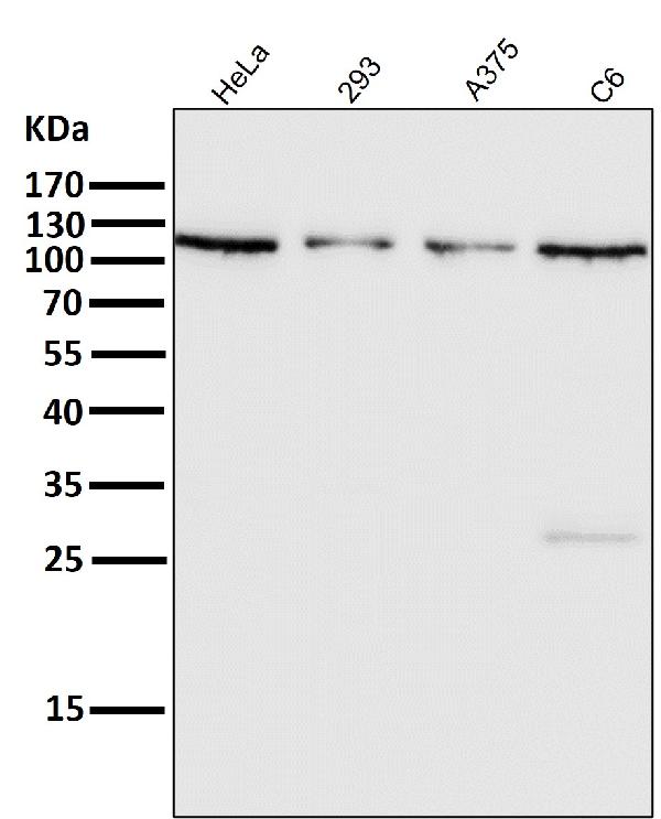 1 - Anti-OGT Monoclonal Antibody ABO14634