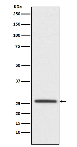 1 - Anti-Claudin 11 CLDN11 Monoclonal Antibody ABO14636