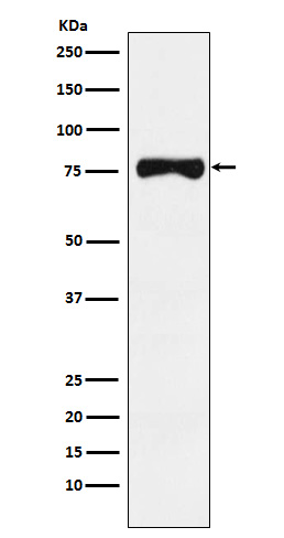 1 - Anti-TRP1 Monoclonal Antibody ABO14639