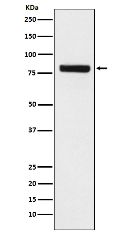 1 - Anti-SEC23 Monoclonal Antibody ABO14640