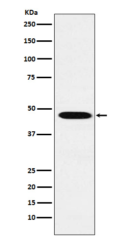 1 - Anti-Wnt2b Monoclonal Antibody ABO14641