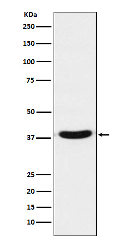 1 - Anti-VPS26 VPS26A Monoclonal Antibody ABO14642