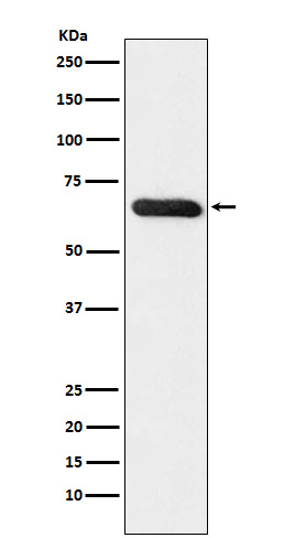 1 - Anti-RBPJK Monoclonal Antibody ABO14643
