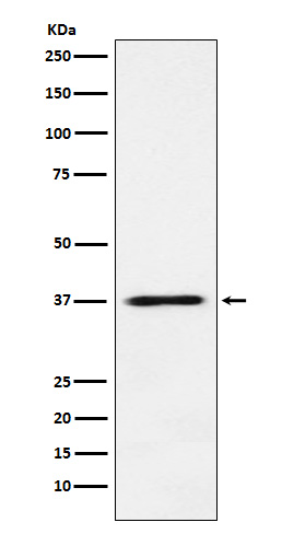 1 - Anti-JAB1 Monoclonal Antibody ABO14644