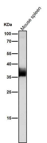 1 - Anti-JAB1 Monoclonal Antibody ABO14644