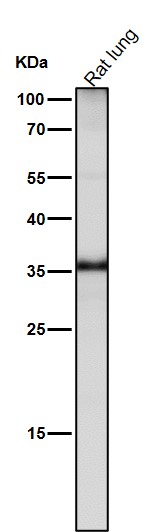 1 - Anti-JAB1 Monoclonal Antibody ABO14644