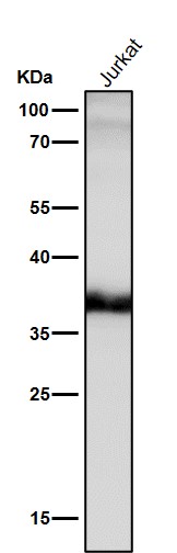 1 - Anti-JAB1 Monoclonal Antibody ABO14644
