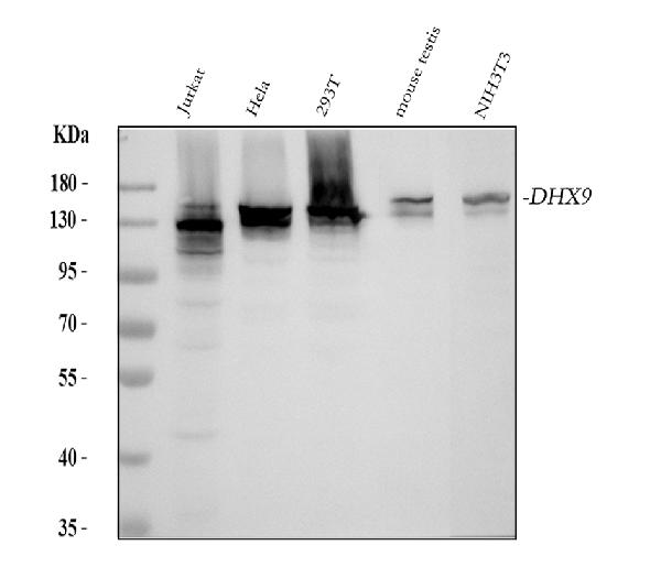 1 - Anti-RNA Helicase A Rabbit Monoclonal Antibody ABO14645