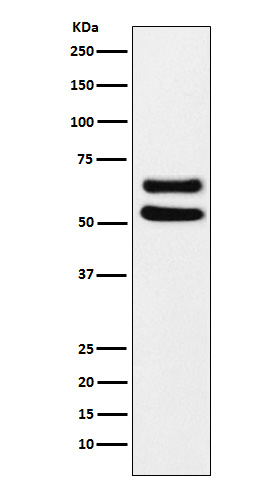 1 - Anti-Ikaros Monoclonal Antibody ABO14648