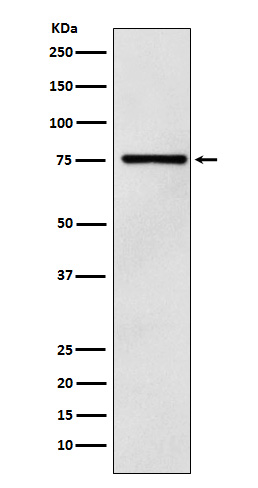 1 - Anti-DCP1A Monoclonal Antibody ABO14650