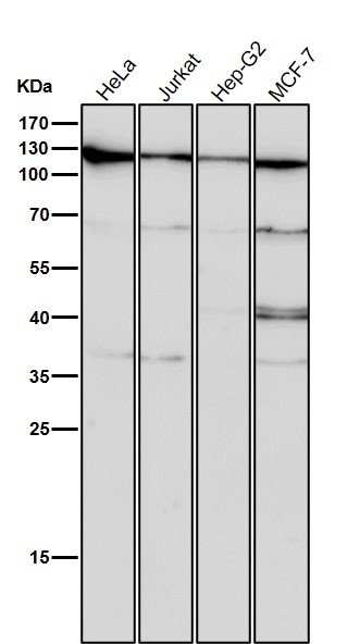 1 - Anti-CRM1 Rabbit Monoclonal Antibody ABO14651