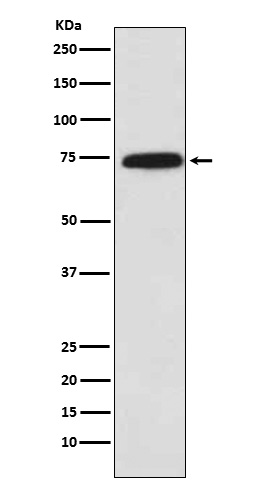 1 - Anti-Cytochrome P450 Reductase Monoclonal Antibody ABO14655