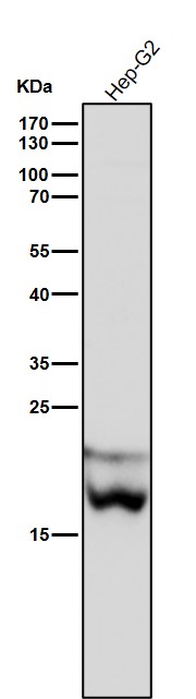 1 - Anti-PSMB8 / LMP7 Monoclonal Antibody ABO14656