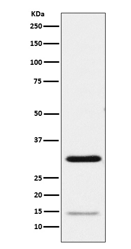 1 - Anti-Geminin Monoclonal Antibody ABO14657
