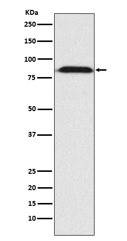 1 - Anti-Furin Monoclonal Antibody ABO14658