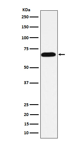 1 - Anti-Alkaline phosphatase ALPI Rabbit Monoclonal Antibody ABO14659