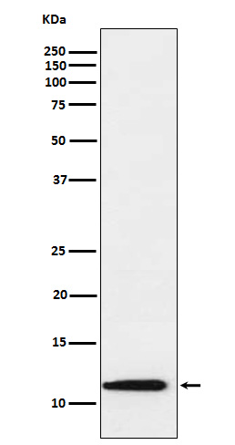 1 - Anti-Thioredoxin 2 Monoclonal Antibody ABO14660