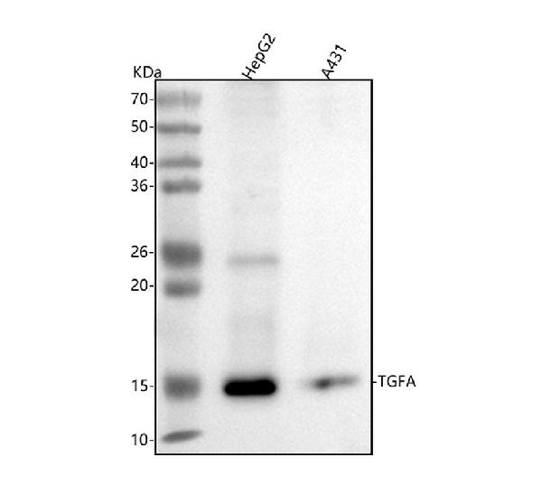 1 - Anti-TGF alpha Monoclonal Antibody ABO14662