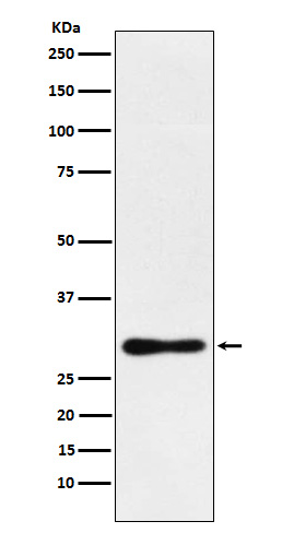 1 - Anti-DDAH2 Monoclonal Antibody ABO14663