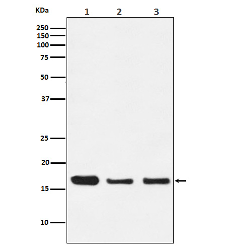 1 - Anti-HES5 Monoclonal Antibody ABO14665